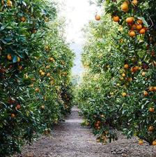 باغ مرکبات سرسبز منظم