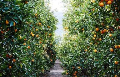 باغ مرکبات سرسبز منظم