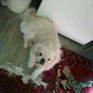 واگذاری دوقلاده سگ خانگی زیبا وبانژاد