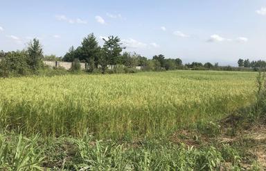 52000 متر مربع زمین در گیلان