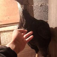 مرغ لاری درج یک