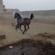 فروش اسب مادیان اصیل کورد