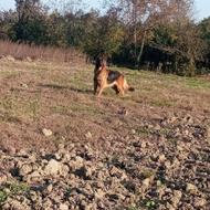 واگذاری سگ ژرمن