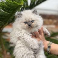 لانگ هیر بریتیش سیلور پوینت