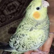 عروس هلندی نژاد مینیاتوری نر