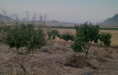 فروش باغ با درختانمثمر