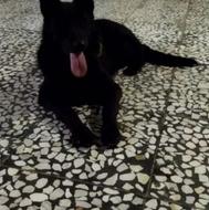 ماده بلک2ساله واگذاری