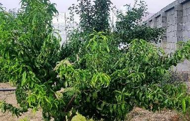 باغچه دشت ارژن