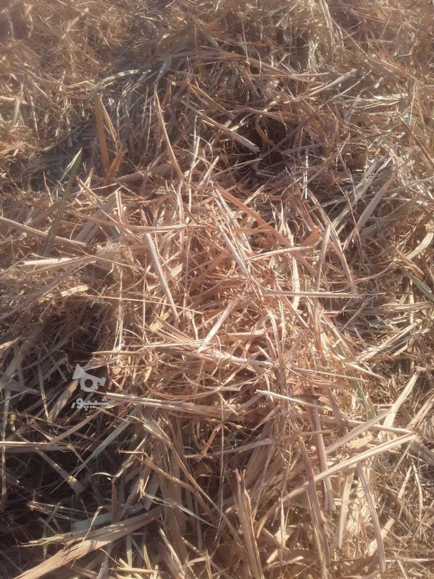 پوشال نیشکر