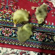 جوجه غاز محلی