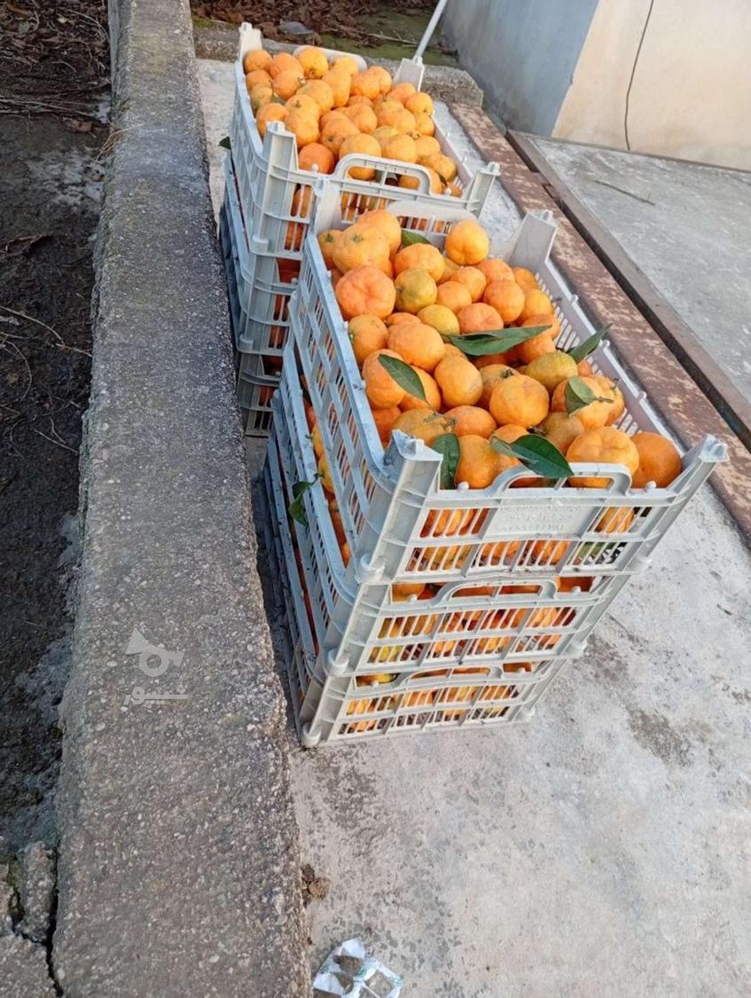 نارنگی شیرین