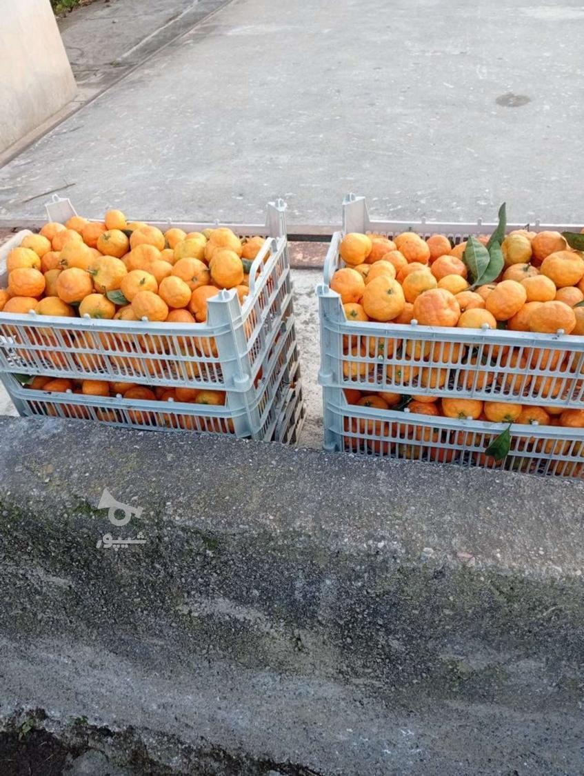 نارنگی شیرین