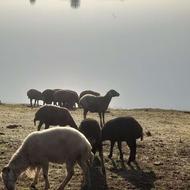 گوسفند ماده