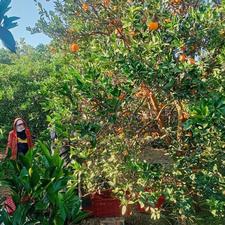 کارگر اقاو خانم برای پرتقال کندن میخام