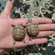 دوتا بچه لاک پشت