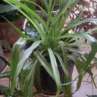 گل آپارتمانی با قیمت مناسب