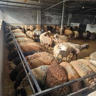 خرید و فروش گوسفند و بره و بز (نمایشگاه دام مازندران)