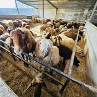 فروش گوسفند و بره و بز (نمایشگاه دام مازندران)