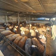 خرید و فروش گوسفند و بره و بز (نمایشگاه دام مازندران)