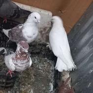 واگزاری هر نوع پرنده رو قبول میکنم خروس،اردک،مرغ،زینتی،مینا