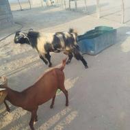 فروش نری بزرگ