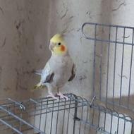 عروس هلندی ماده