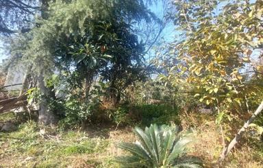 فروش زمین 450 متری در اربکله رامسر ویو ابدی