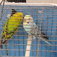 مرغ عشق ماده سبز نر ابی