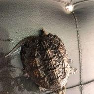 لاکپشت کامان اسنپینک سایز متوسط شیکمو