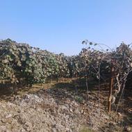 هرس ولوله کشی کیوی مرکبات