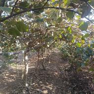 هرس ولوله کشی کیوی مرکبات