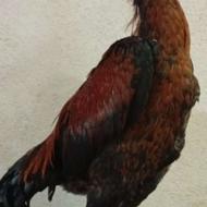 یک عدد خروس لاری افغان طوس صحیح و سلامت جوجه دما