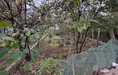 زمین مسکونی 105 متر در بیجاربنه