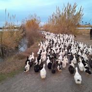 فروش اردک آیشی