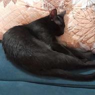 واگذاری گربهdsh نر مشکی 6ماهه عقیم شده