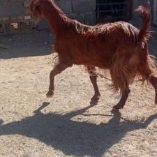 یک‌پس‌نژادخوب‌شیری‌باتروشت‌خوب