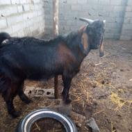 کل. بز. افقانی. نزدیک.سال........ ارد. وزن. حدو. 50.کیلو.