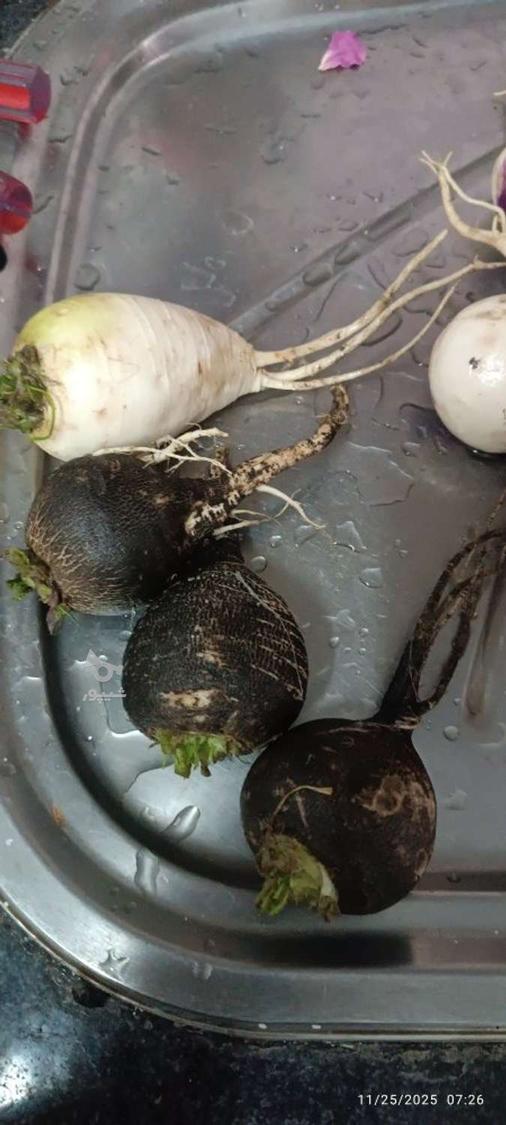 فروش شلغم و ترب سیاه و سفید