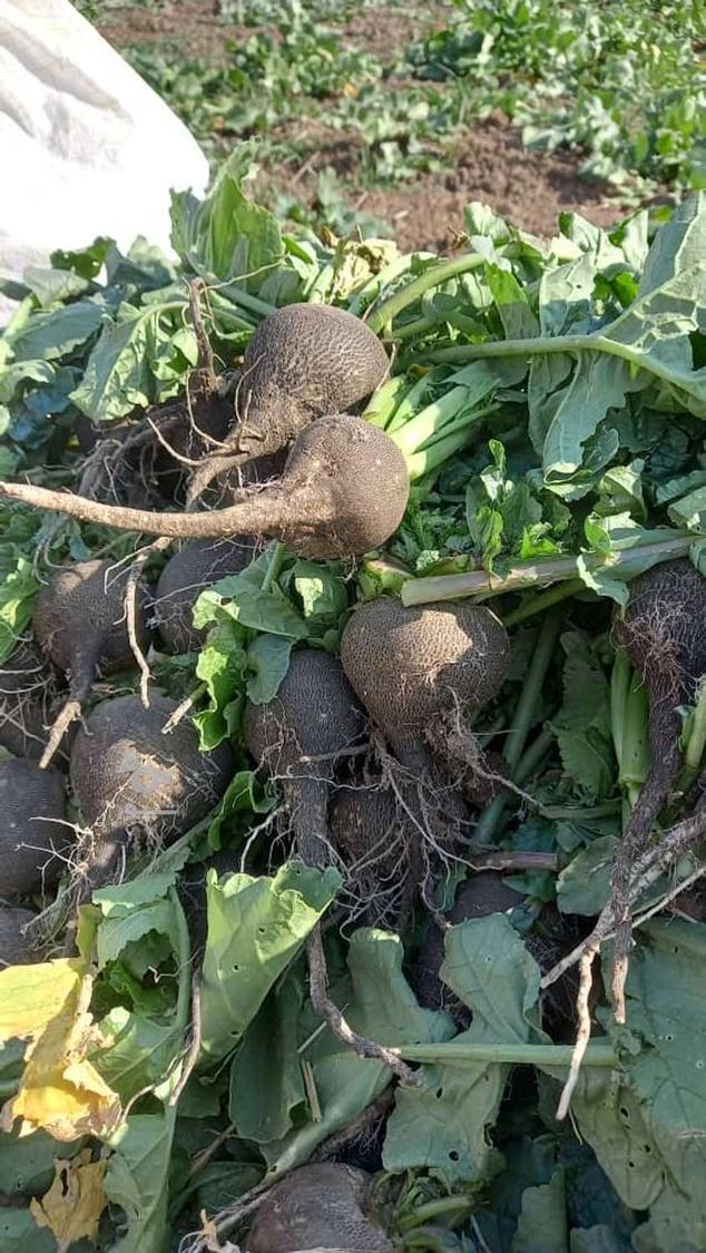 فروش شلغم و ترب سیاه و سفید