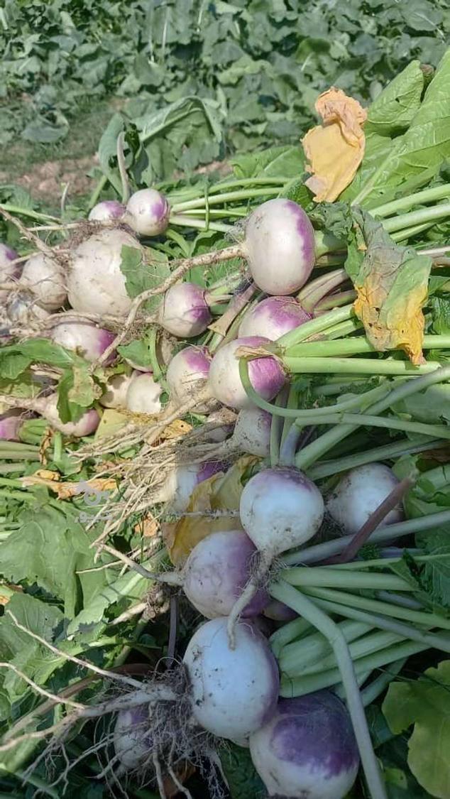 فروش شلغم و ترب سیاه و سفید