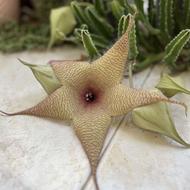 کاکتوس گل ستاره ای