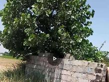 یک زمین نزدیک به بافت در کوچه کارخونه گلرنگ در شیپور