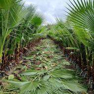 پالم با برگ ارتفاع 170.بدون برگ ارتفاع1متر