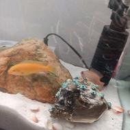 یک عدد پمپ و 3 عدد ماهی