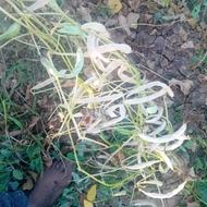 لوبیا قرمز قلمی