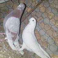 کبوترسفید گمشده