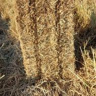 خوزستان دزفول کلش شالی برنج بدون رتوبت