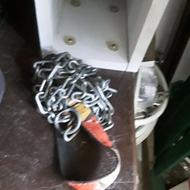 غلاده سگ در حد