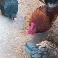 مرغ و خروس زینتی جاپنیکز