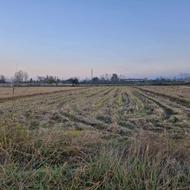 فروش زمین کشاورزی5000 متر در دشت سر